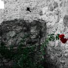 Medieval rose