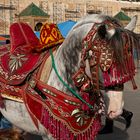 Medina - geschmücktes Pferd