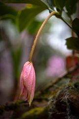 Medinilla