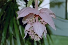 Medinilla