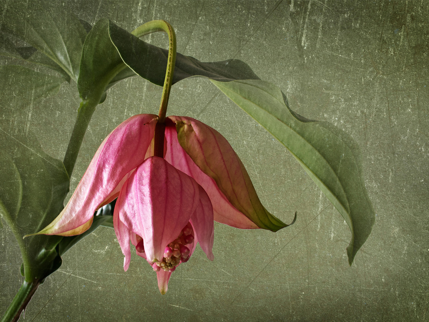 Medinilla am Mittwoch