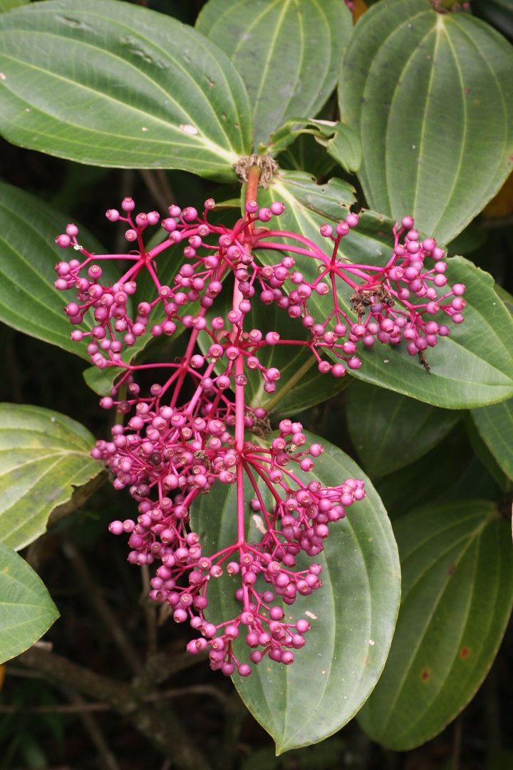 Medinilla beamanii