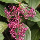 Medinilla beamanii