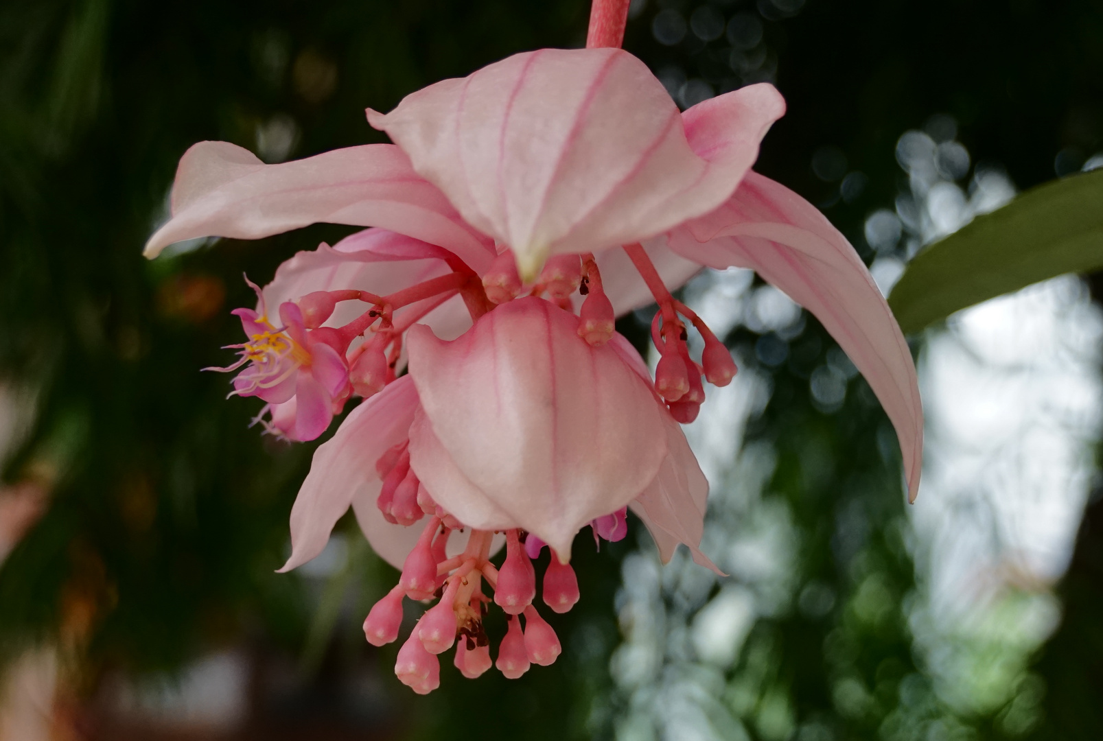 Medinilla-Blüte