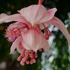 Medinilla-Blüte