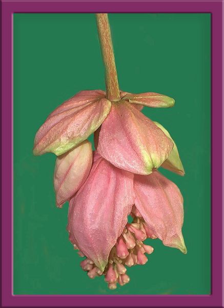 medinilla