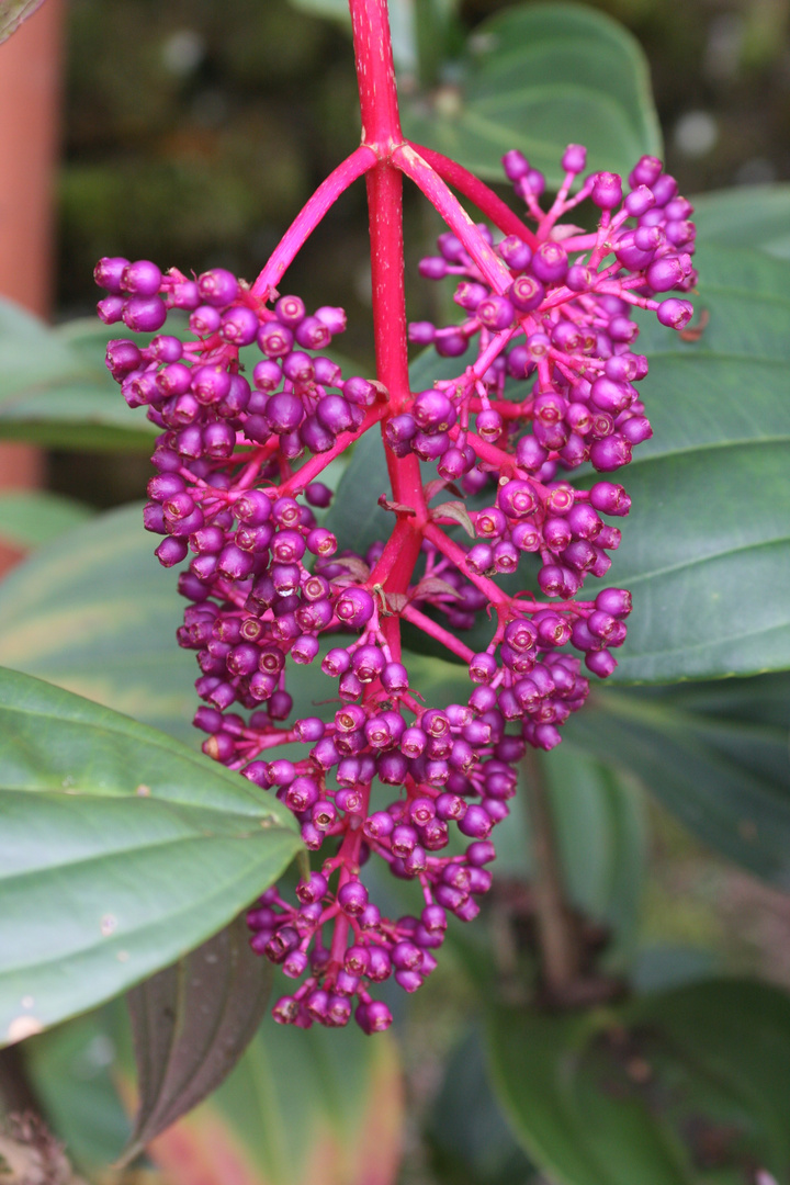 Medinilla magnifica