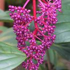 Medinilla magnifica