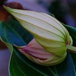 Medinilla Magnifica