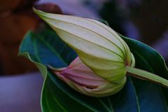 Medinilla Magnifica