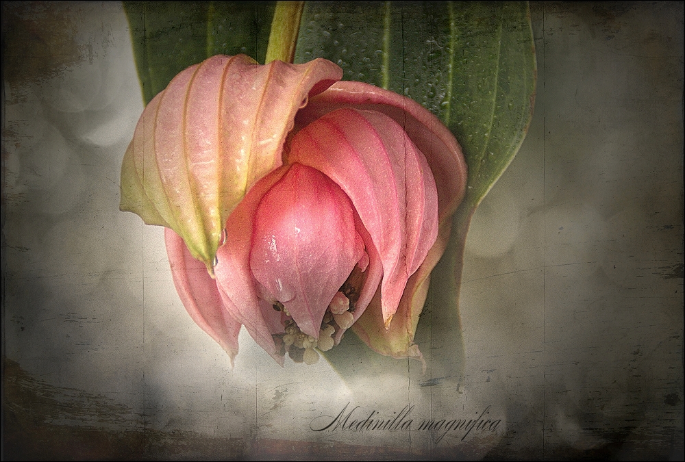 ~~Medinilla magnifica~~ 