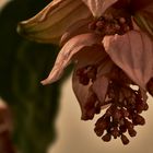 Medinilla-Magnifica