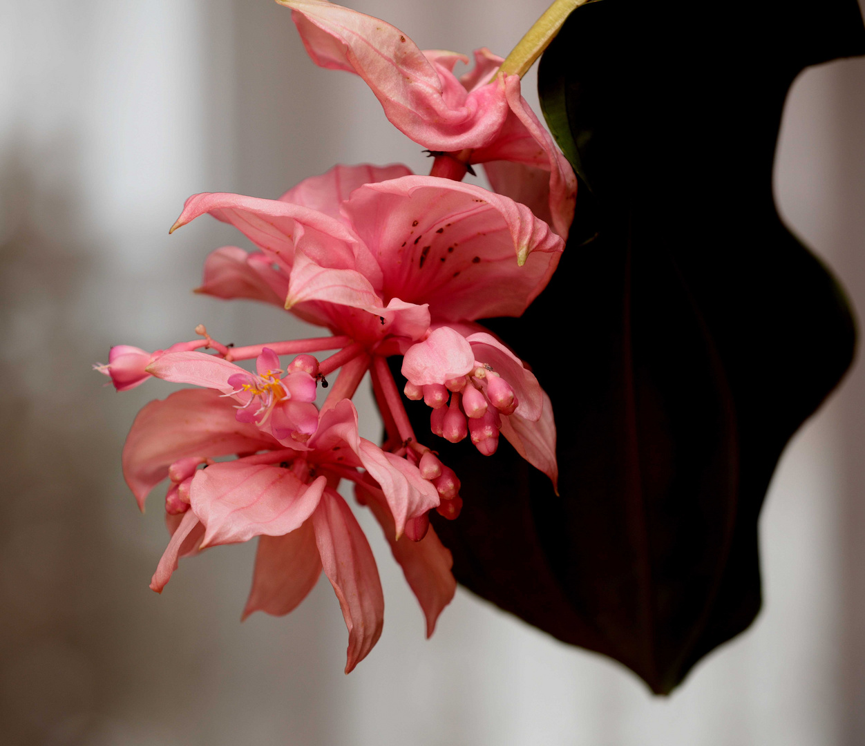 Medinilla Magnifica