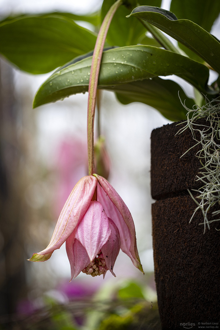 Medinilla magnifica