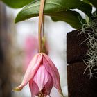 Medinilla magnifica