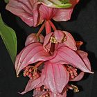 Medinilla magnifica