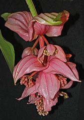 Medinilla magnifica