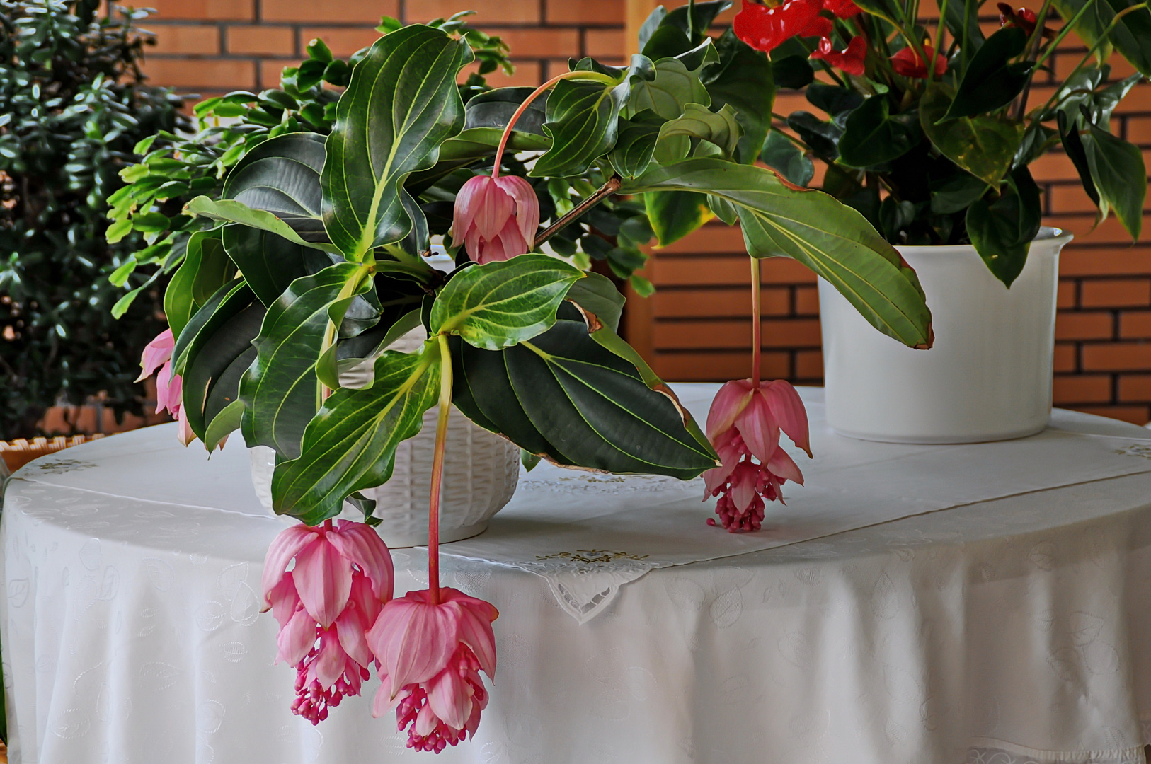 Medinilla magnifica