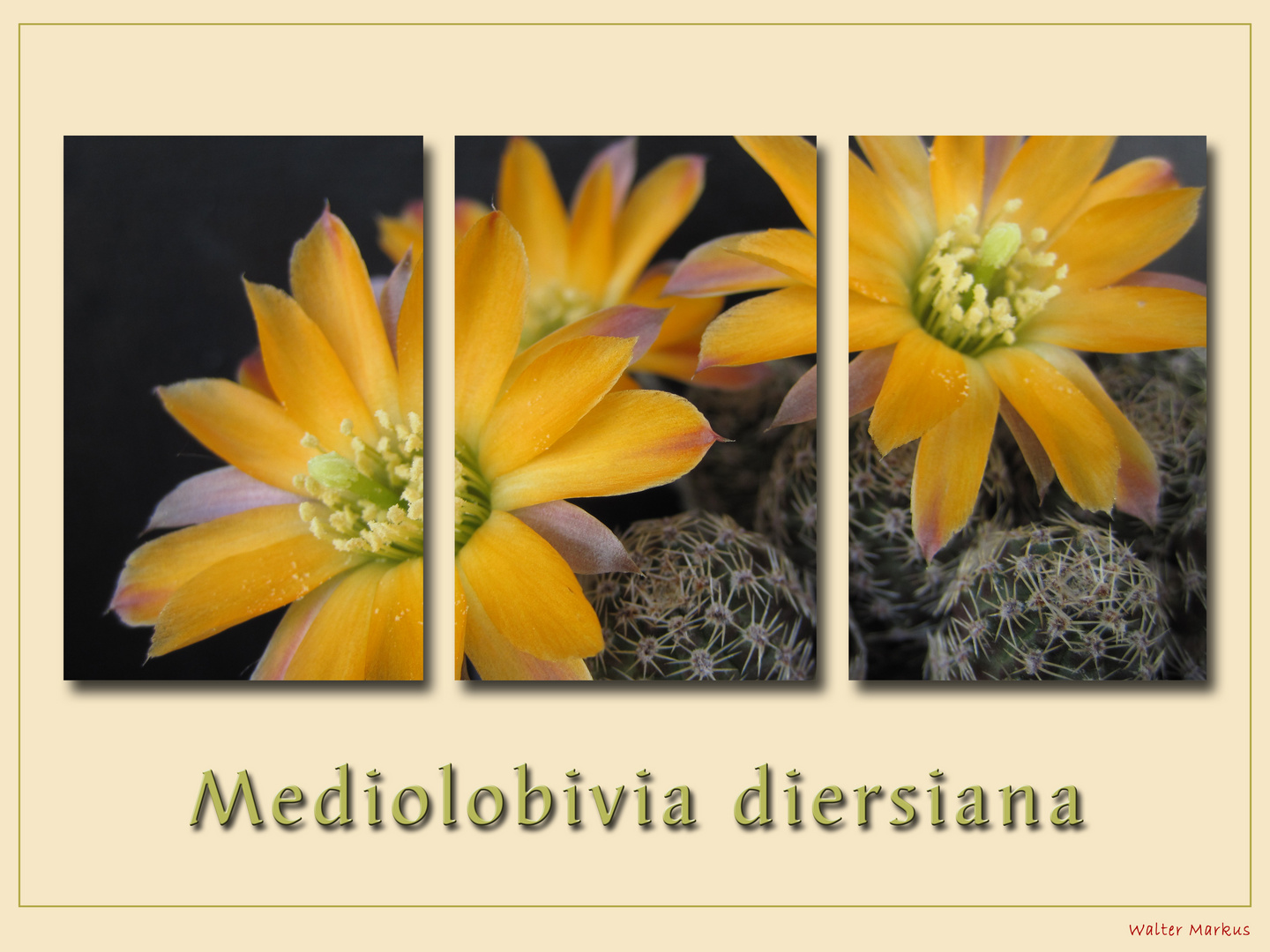 Mediolobivia