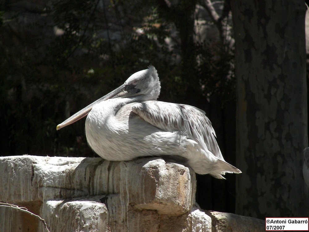 Meditación Zen