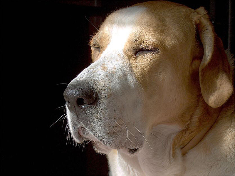 Meditando (tambien tiene vida interior)