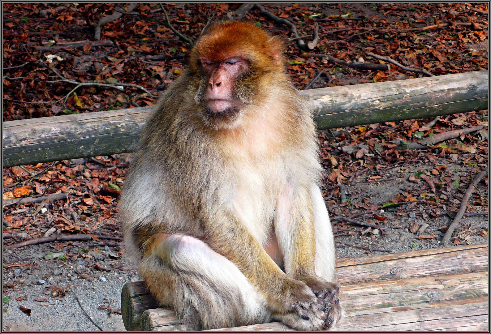 Meditating monkey Foto & Bild world, natur, affen Bilder auf
