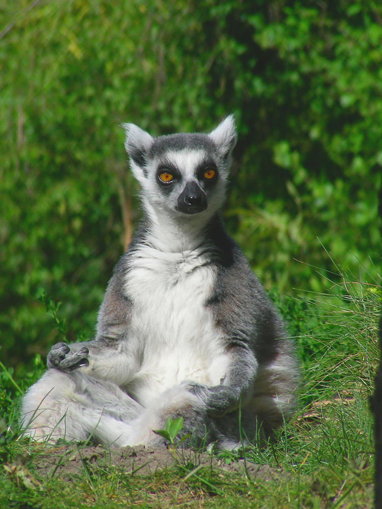 Meditation