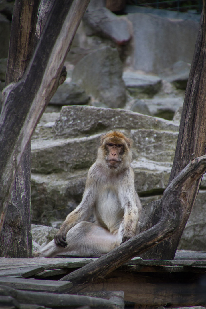 Meditation 