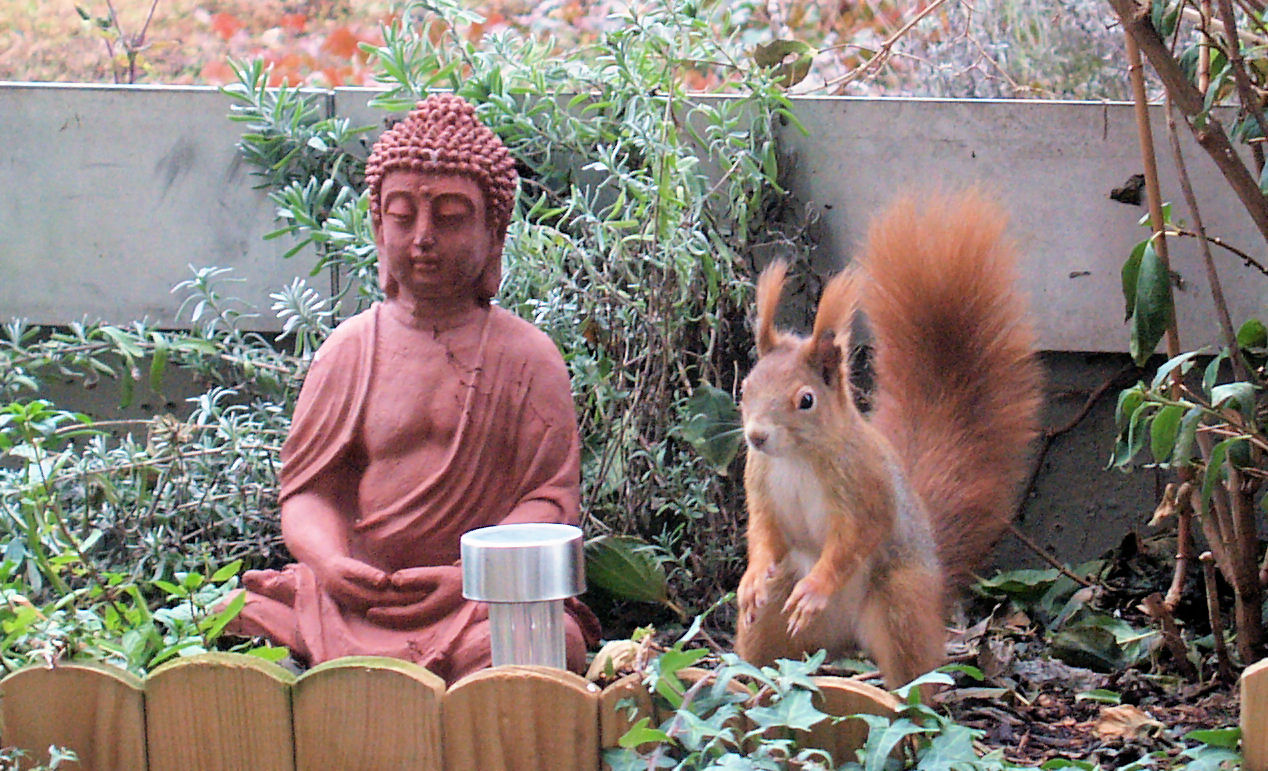 Meditation Fur Eichhornchen Foto Bild Tiere Wildlife Saugetiere Bilder Auf Fotocommunity