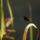 Méditation sur feuille