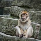 Meditationsstunde im Tiergarten Schönbrunn