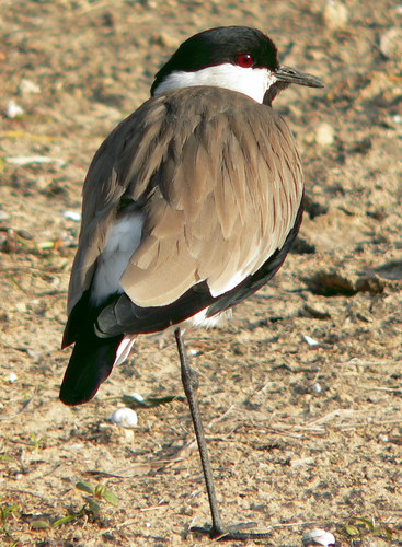 Meditationsvogel