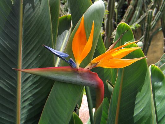 Mediterane Schönheit , Strelizien