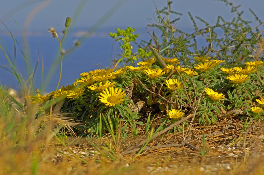 Mediterrane Blütenparade in Gelb