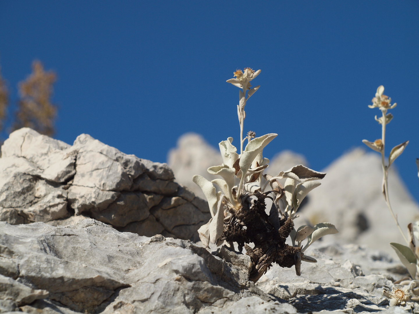 Mediterrane Flora 1