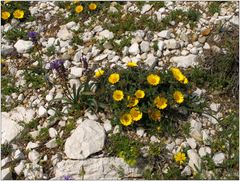 mediterrane Flora