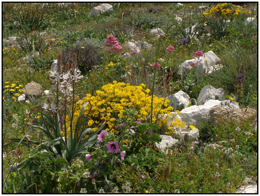 mediterrane Flora