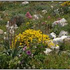 mediterrane Flora