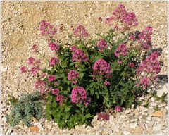 mediterrane Flora - Calanques