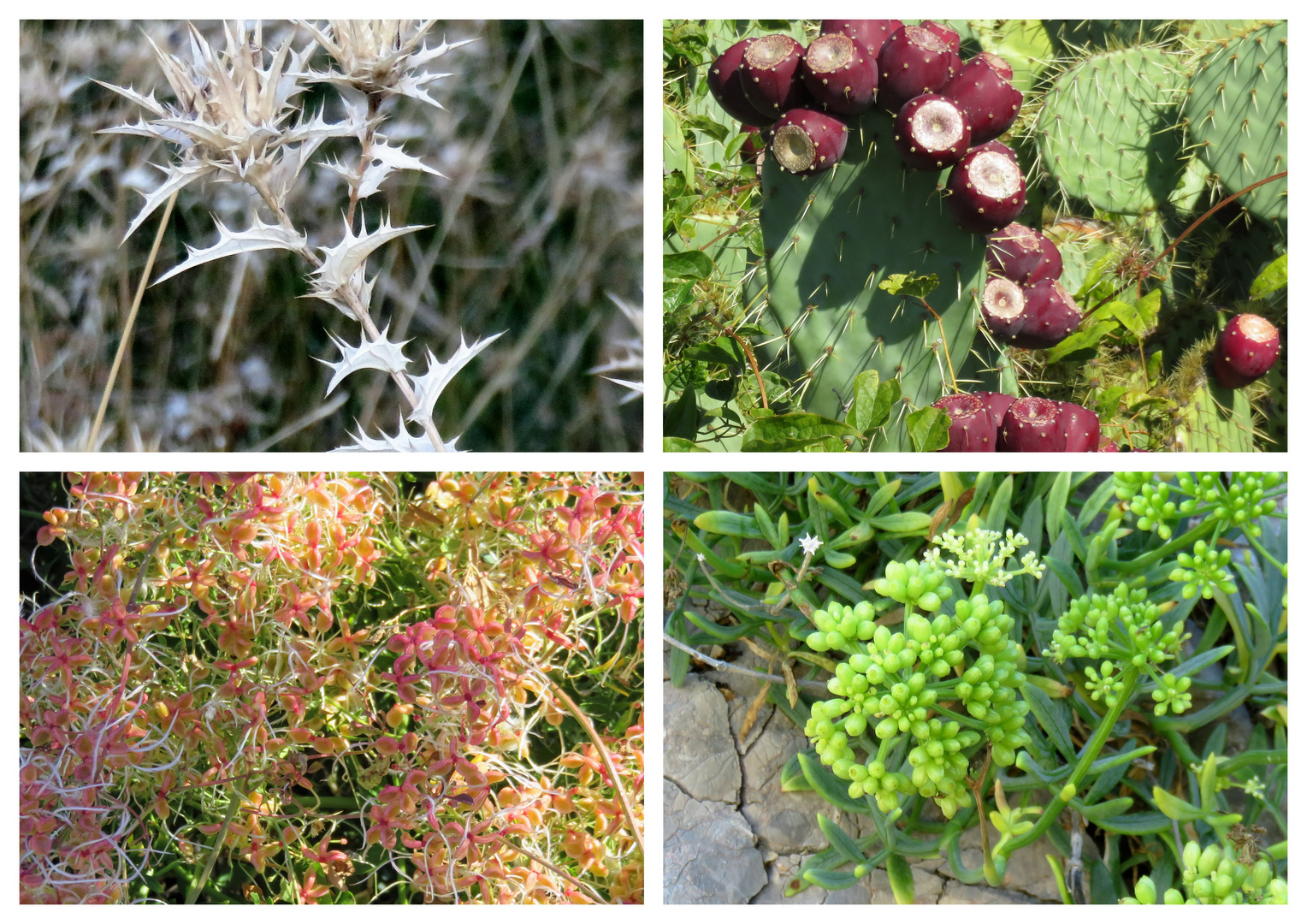 Mediterrane Flora 