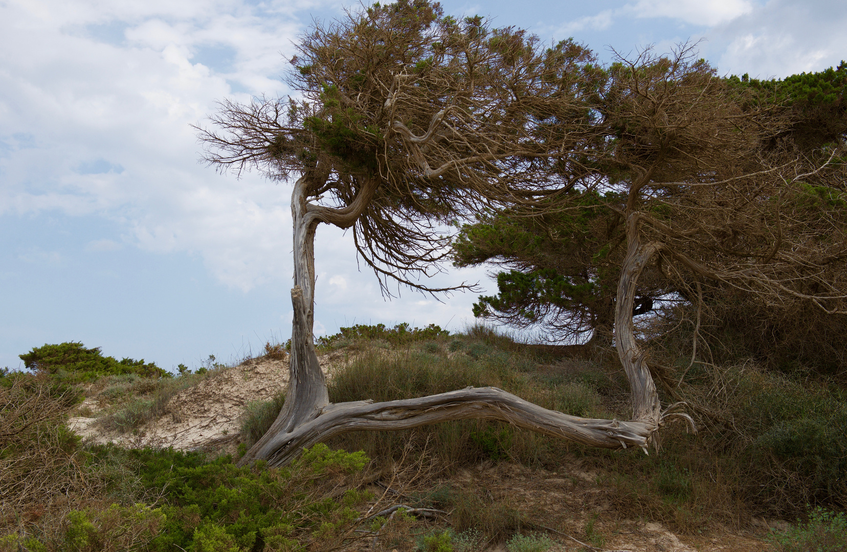 Mediterrane Natur, Formentera