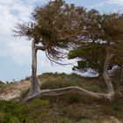 Mediterrane Natur, Formentera
