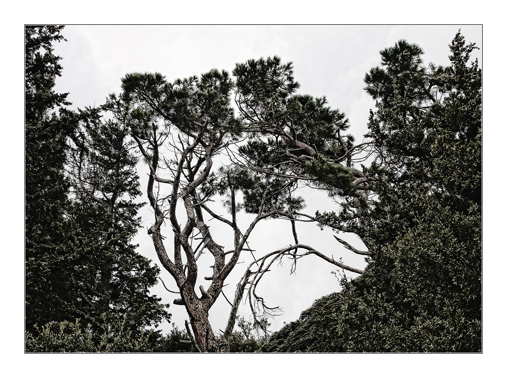 Mediterrane Vegetation