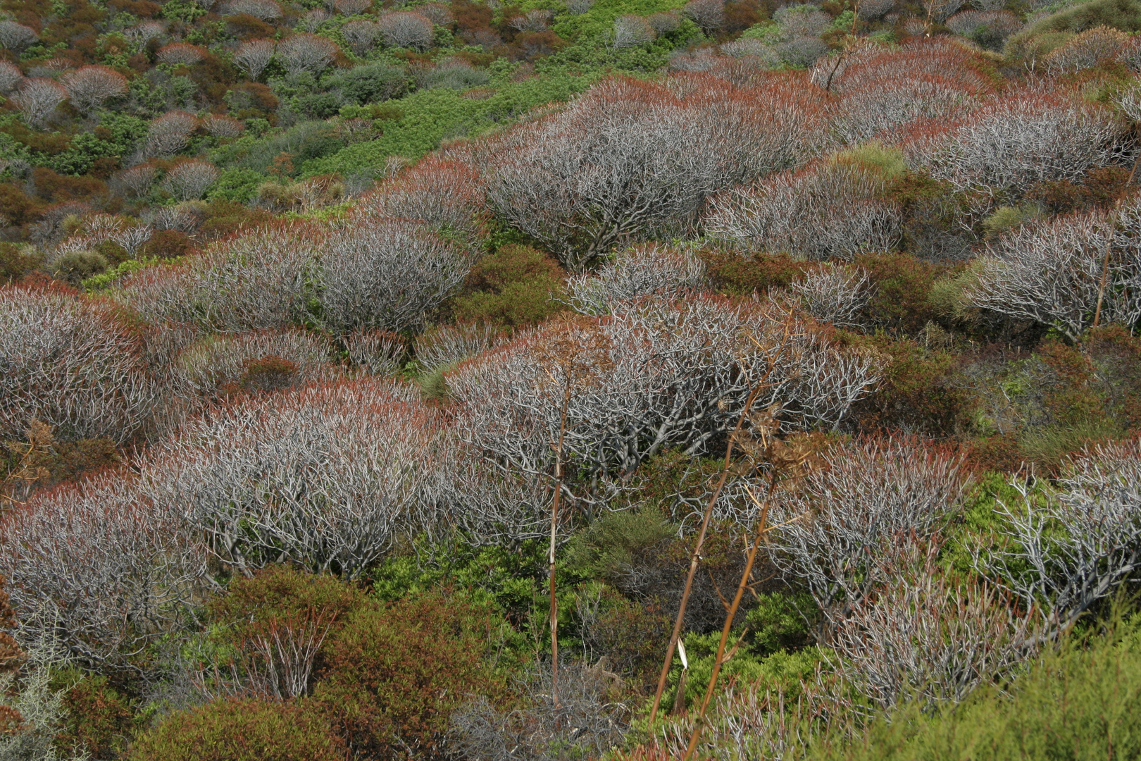 Mediterranea