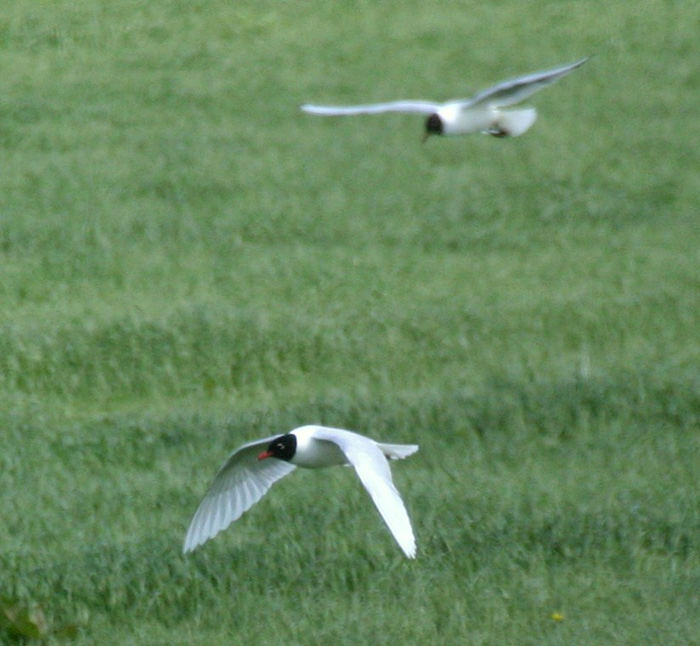 Mediterranean Gull