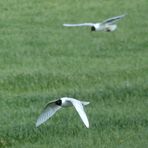 Mediterranean Gull