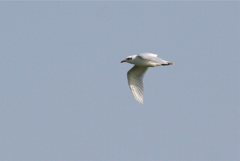 Mediterranean Gull