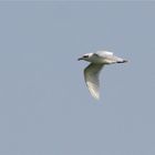 Mediterranean Gull