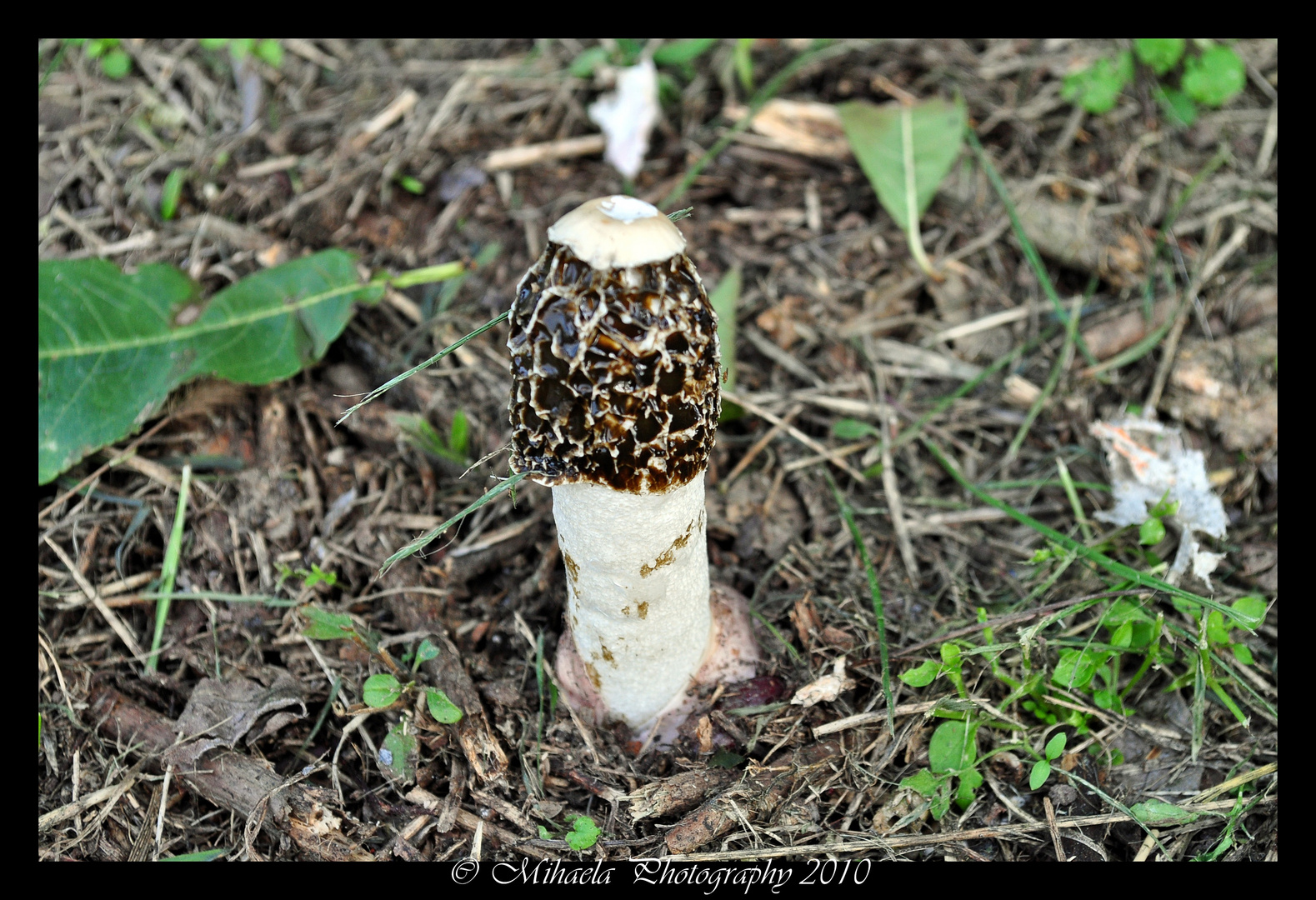 Mediterranean mushroom