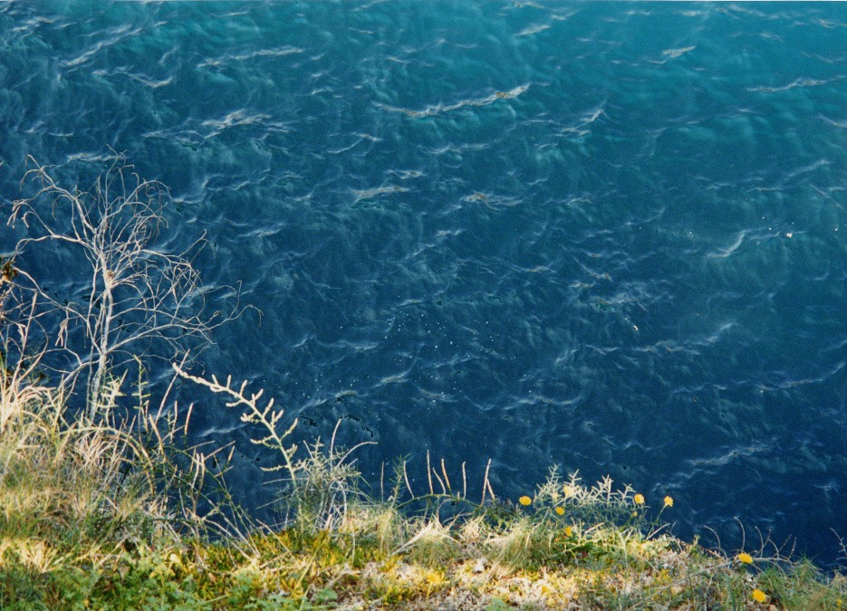 Méditerranée